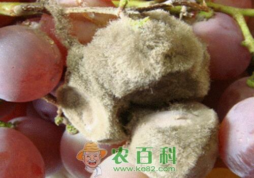 葡萄白粉病、白腐病、炭疽病等常见病害的防治方法有哪些?打什么药好?