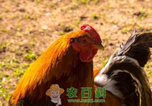 鸡的常见病有哪些?症状是什么样?用什么要治疗效果好?