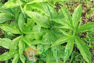 注意啦！四月份种植这些中药材有很大几率能够发财！