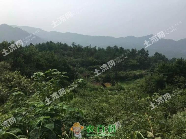 娄底市做什么生意赚钱?郊区有四亩土地做什么项目赚钱?