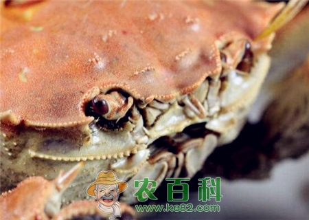 大闸蟹什么季节吃最好?1、2月份的能吃吗?(附四季吃螃蟹时间表)