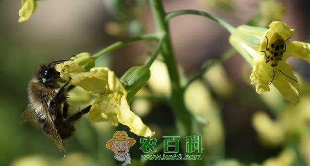 平民蔬菜黄瓜花可以吃吗?有什么功效和作用?怎么吃?怎么区分雌雄?