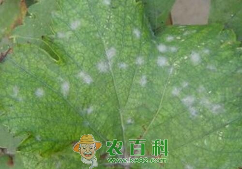 葡萄白粉病、白腐病、炭疽病等常见病害的防治方法有哪些?打什么药好?