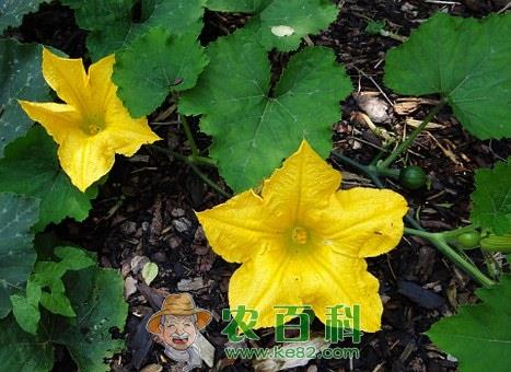 平民蔬菜黄瓜花可以吃吗?有什么功效和作用?怎么吃?怎么区分雌雄?