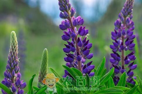 “一年生草本”鲁冰花（羽扇豆）适合种植在哪里？什么时候开花？