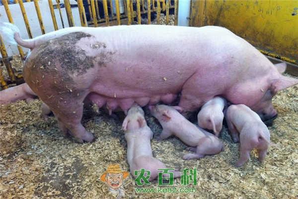 养殖场如何选址?据说选不对轻则拆迁，重则被抓!