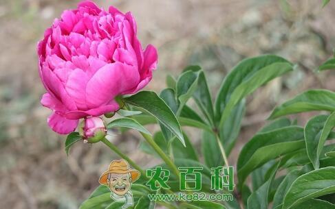 花中宰相“”芍药的养殖方法和注意事项有哪些?一般几月种植?什么时候开花?