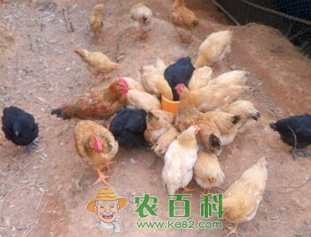 养鸡能用青霉素吗?青霉素在养鸡中的作用及注意事项是什么?