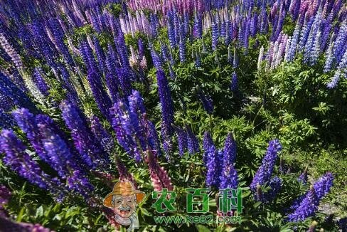 “一年生草本”鲁冰花（羽扇豆）适合种植在哪里？什么时候开花？