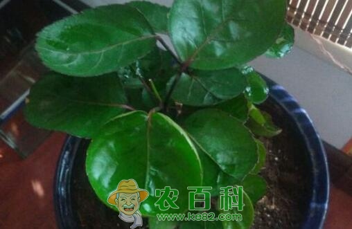 “五加科”金钱兜的养殖方法和注意事项介绍!多久浇一次水?有何风水作用?