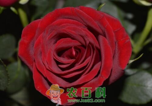 市场上玫瑰花茶价格大约多少钱一斤？哪些人不适合饮用？怎么泡好？功效作用是什么？