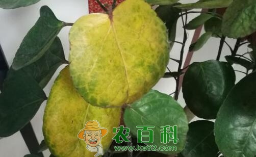 “五加科”金钱兜的养殖方法和注意事项介绍!多久浇一次水?有何风水作用?