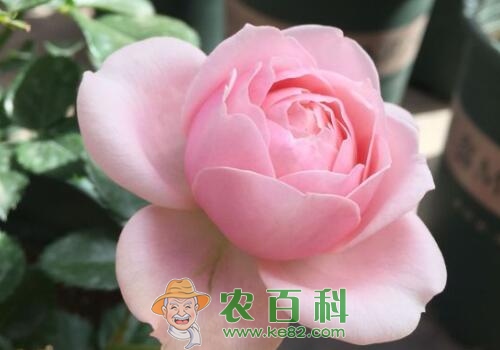 十大名花之一的月季花什么时候修剪合适？怎么修剪？技术有哪些？