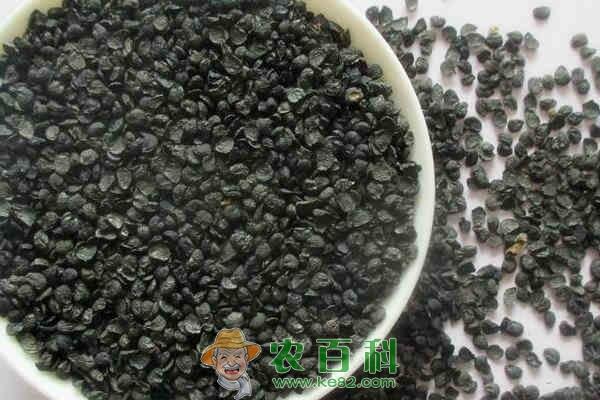 补肾壮阳植物韭菜籽泡水喝有什么好处?可以直接生吃吗?一次放多少合适?
