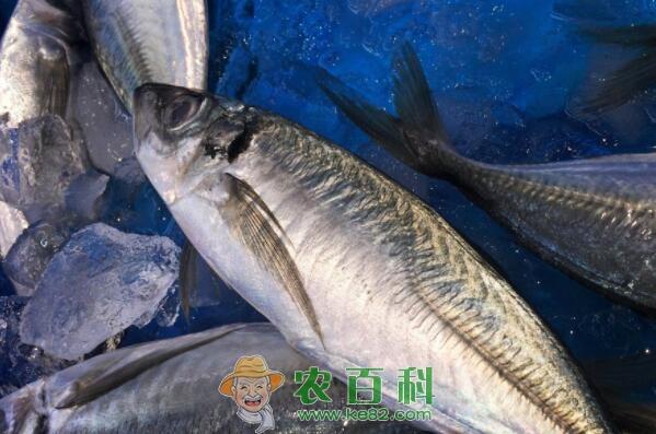 金枪鱼是海鱼吗？价格多少钱一斤？功效作用是什么？做法有哪些？