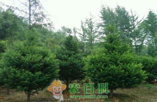 常绿乔木红豆杉的养殖方法和注意事项有哪些？树苗多少钱一棵？