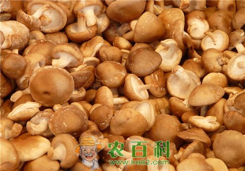 香菇(花蕈)冬季如何栽培管理?技术要点有哪些?如何采收分级?