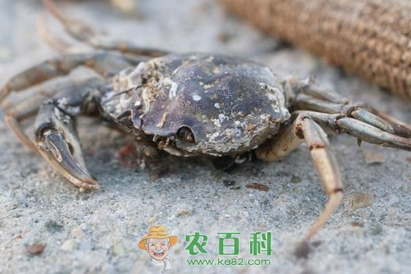 螃蟹多大产卵？一次产卵多少？