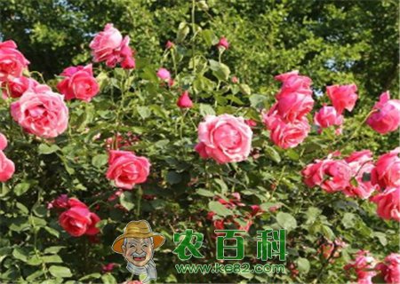 “花中皇后”月季不开花的原因有哪些?如何处理?什么时候扦插最好?附扦插方法