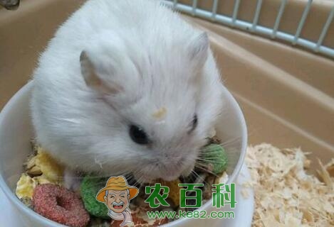 小型宠物银狐仓鼠怎么养？多少钱一只？能长多大？寿命多久？