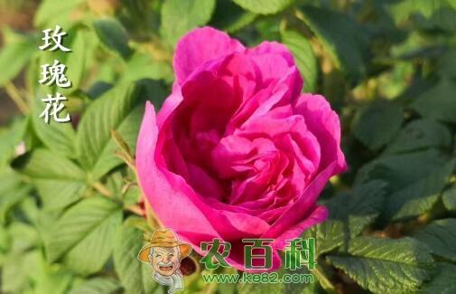“蔷薇科”月季花有哪些功效与作用?和玫瑰花的区别是什么?
