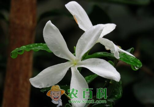栀子花的花语是什么?栀子花花语大全,每一个都美到哭
