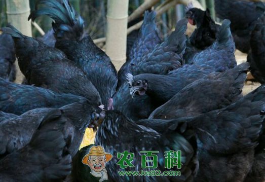 五黑鸡有什么营养价值?养殖优势有哪些?