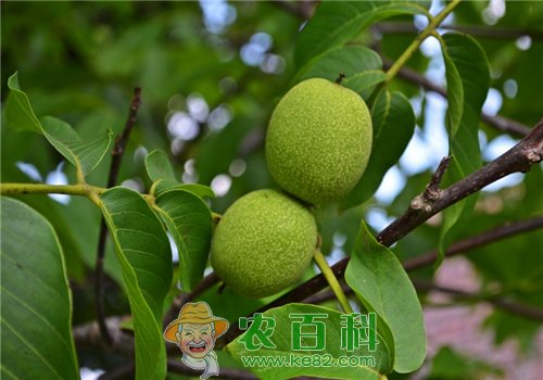 核桃树(胡桃树)品种分类有哪些?如何防寒?附栽培技术要点