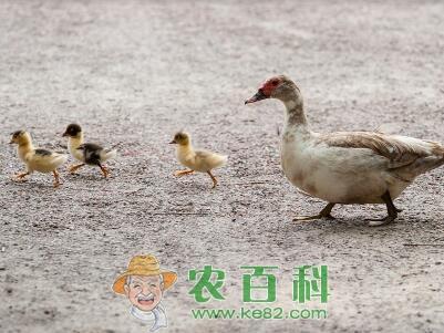 农村养鸭子利润怎么样?国家有补贴吗?技术有哪些?