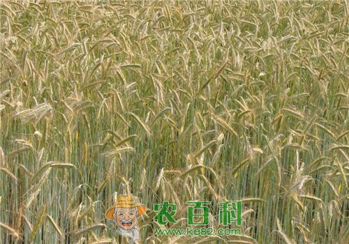 种植玉米的农户来看看！玉米秸秆还田技术正确做法，你学会了吗？