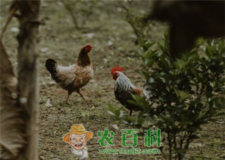 农村散养土鸡的成本和利润是多少?规模化散养成本有变化吗?