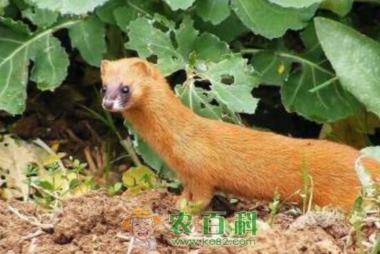 为什么黄鼠狼怕鹅?有科学依据吗?