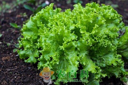 减肥菜生菜什么季节播种?什么时候定植?种植技术有哪些?
