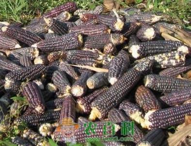 黑玉米多少钱一斤?价格为什么贵?黑玉米种植利润大吗?