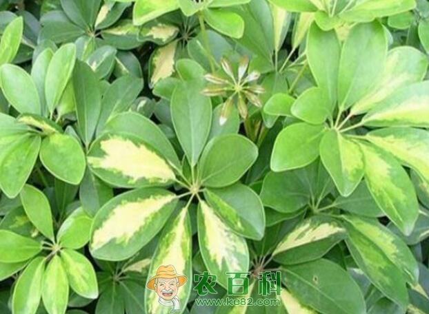 鹅掌柴怎么水培？鹅掌柴水培养护技巧！这5点千万记好了！