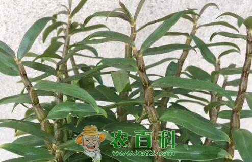 名贵药材“铁皮石斛”的养植方法及注意事项有哪些？什么季节种植？