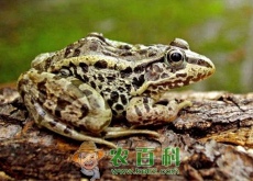 养殖和出售黑斑蛙赚钱吗（要办理哪些证件）