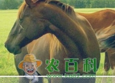 奔跑速度快的三河马是哪里的特产? 奔跑速度快的三河马是哪里的特产?