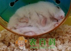 小型宠物银狐仓鼠怎