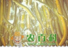 黄鳝苗一般多少钱一斤? 黄鳝苗一般多少钱一斤?