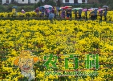 江西（遂川种植皇菊带来旅游经济双效益）