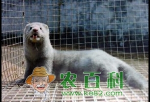 水貂产仔保活技术要点