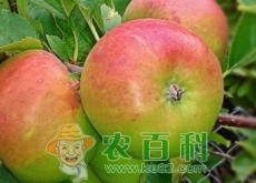 “记忆果”苹果上出现圆形斑块是什么病（怎么发生的）