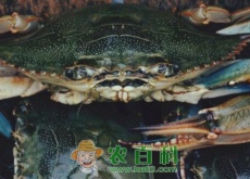 崇明清水蟹和大闸蟹有区别吗（价格是多少）