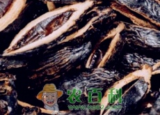 常吃槟榔有哪些危害和好处（女孩为什么不能吃）