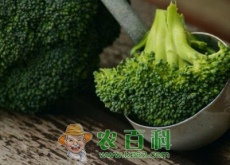 夏季青花菜种植可以选择哪些品种（如何育苗和定植）