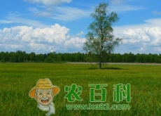 鹅吃什么草长得快（青草吗）