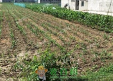 阜阳市做什么生意好