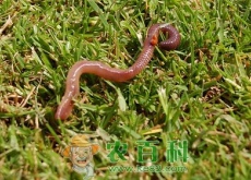 无脊柱动物蚯蚓吃什么长大的？