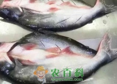 高蛋白鱼龙利鱼的热量是多少?